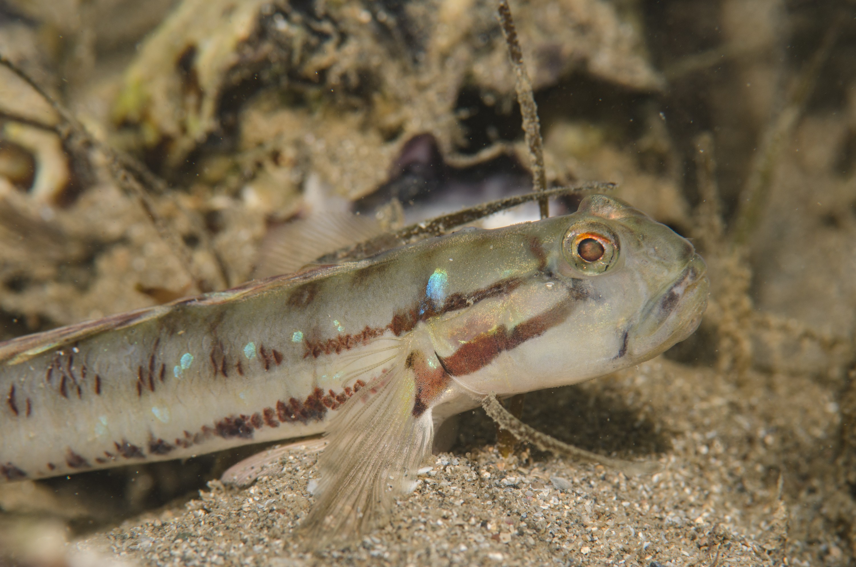 DSC_8428 – Arenigobius bifrenatus, Australian, bridled, crispin, estuary, goby, matapouri, new, nz, zealand, JAN17